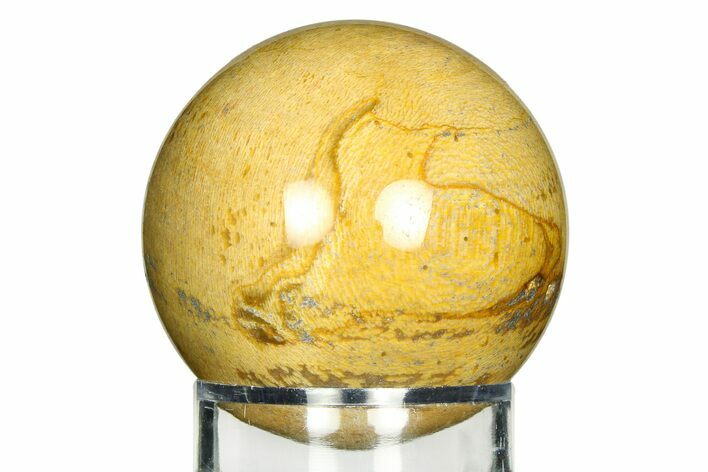 Petrified Wood (Tropical Hardwood) Sphere - Indonesia #309495